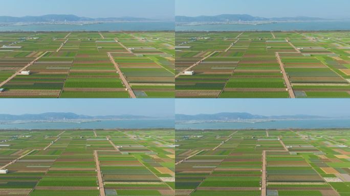 航拍云南玉溪通海杞麓湖蔬菜种植基地