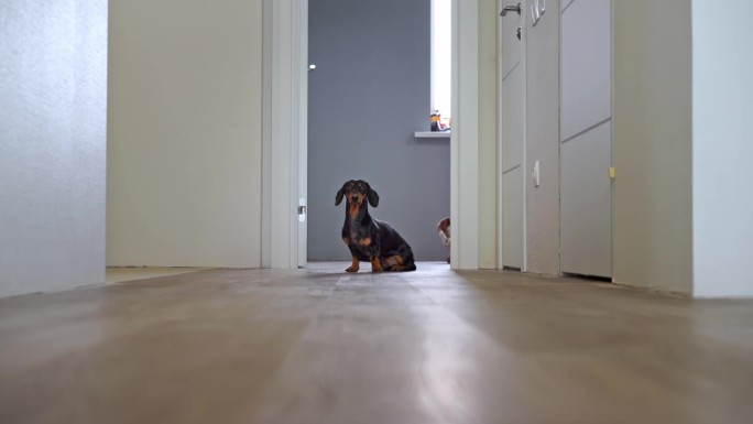 狗坐在门口的地板上，在空荡荡的公寓里滑稽地跑过复合地板。