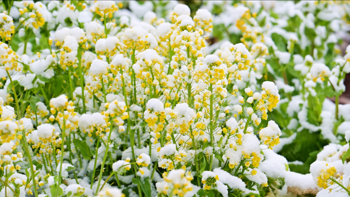 唯美春雪花枝绽放春意盎然冰雪融化万物复苏