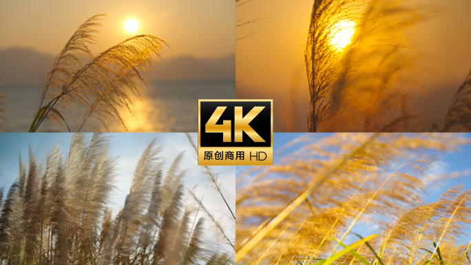 超长合集芦苇 金色芦苇摇曳生姿
