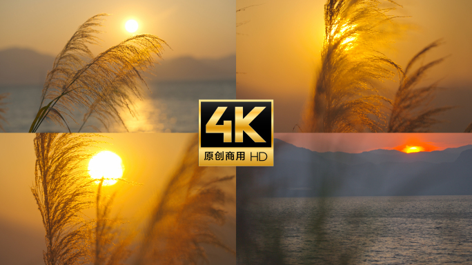超长合集芦苇 金色芦苇摇曳生姿