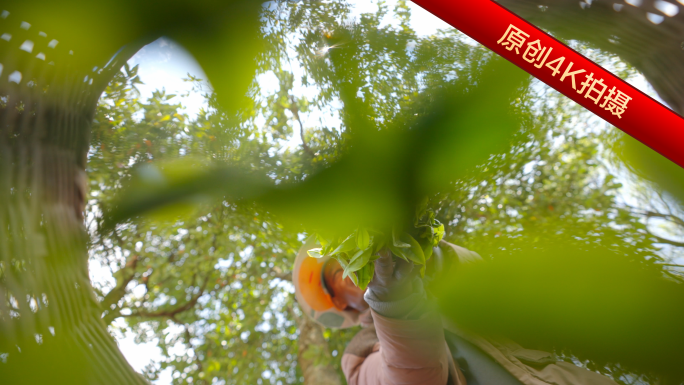 茶农采摘茶叶 茶山 茶叶 写意