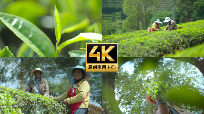 茶农采摘茶叶 茶山 茶叶 写意