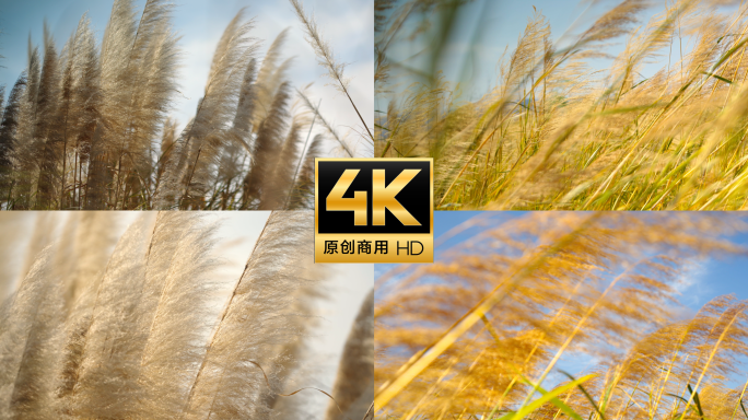 芦苇荡的秋日风景 随风摇曳的芦苇