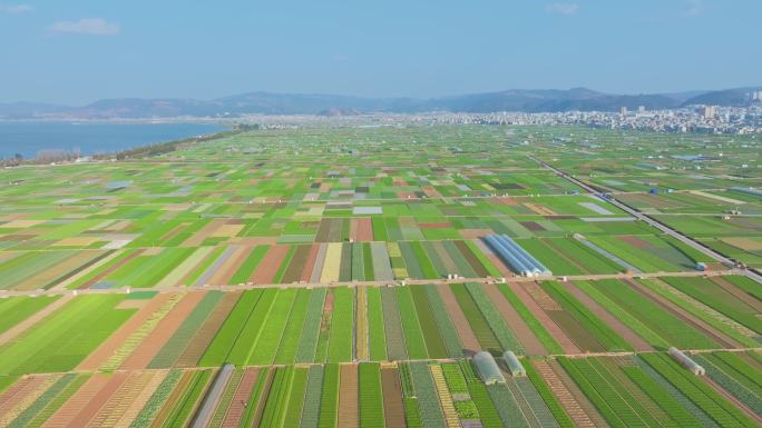 航拍云南玉溪通海杞麓湖蔬菜种植基地