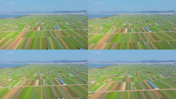 航拍云南玉溪通海杞麓湖蔬菜种植基地