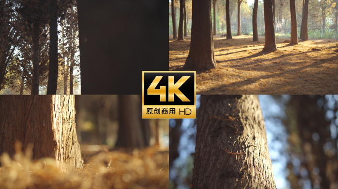 阳光穿透森林树木 林间光影摇曳