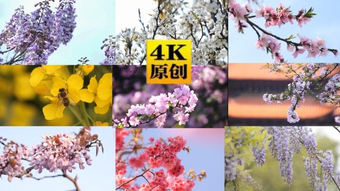 4k春天花朵大合集