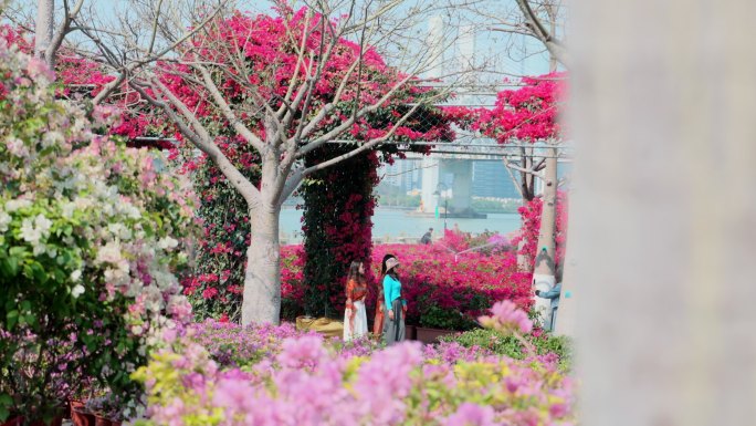 版权素材】横琴花海三角梅花海浪漫绽放