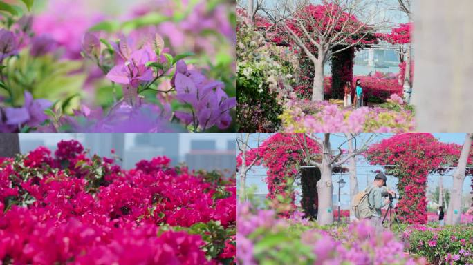 版权素材】横琴花海三角梅花海浪漫绽放