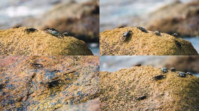海岸礁石螃蟹