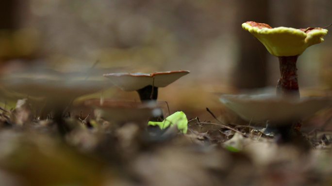 贵州珍稀野生动物植物特写生态