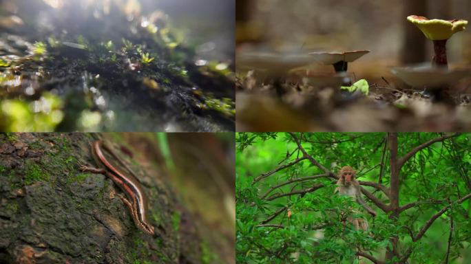 贵州珍稀野生动物植物特写生态