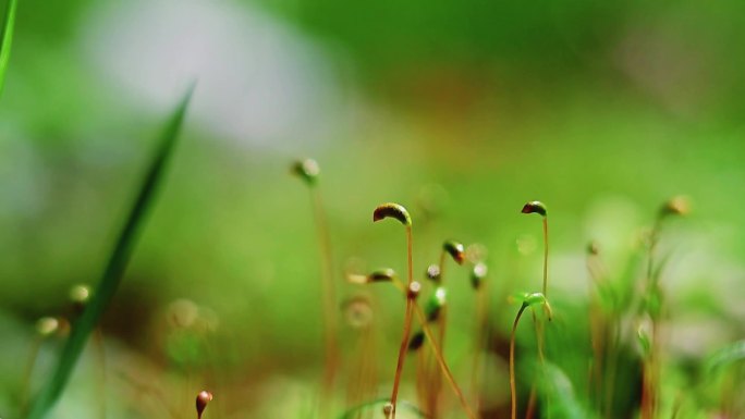 青苔苔藓20250317