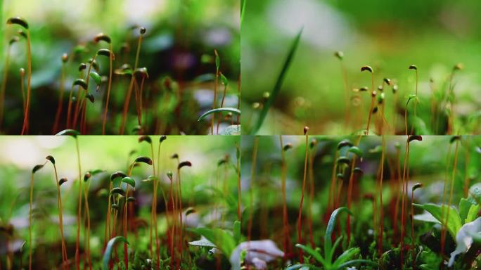 青苔苔藓20250317