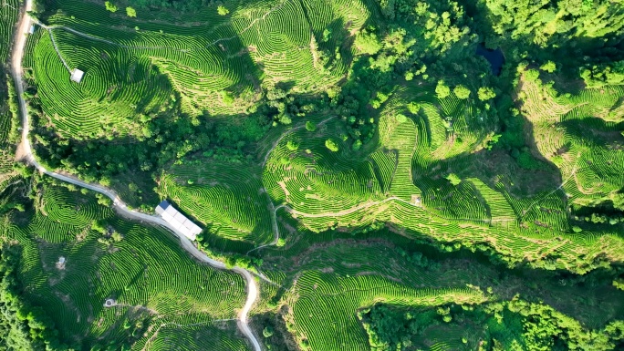 4K 茶园航拍 茶叶特写 茶山