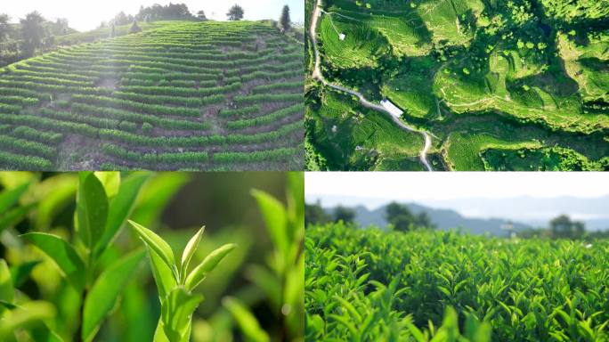 4K 茶园航拍 茶叶特写 茶山