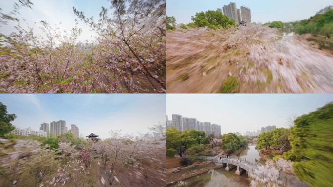 武汉堤角公园樱花盛开美景