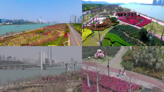 版权素材】横琴花海 三角梅花海 琴澳