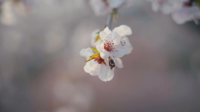 桃花开了