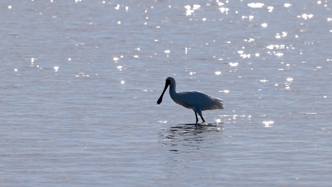 黑脸琵鹭觅食瞬间、深圳湾黑脸琵鹭觅食