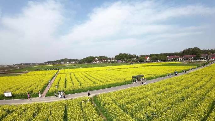 袁隆平稻田公园穿越机视角