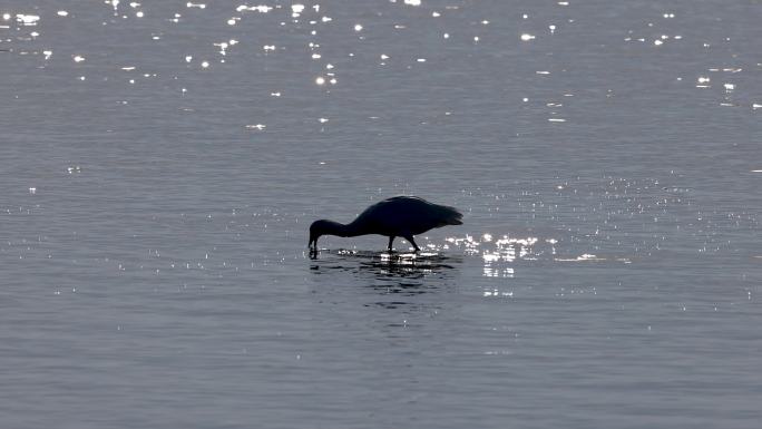 黑脸琵鹭觅食瞬间、深圳湾黑脸琵鹭觅食