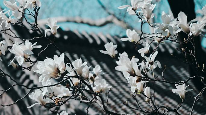 阳光下的玉兰花
