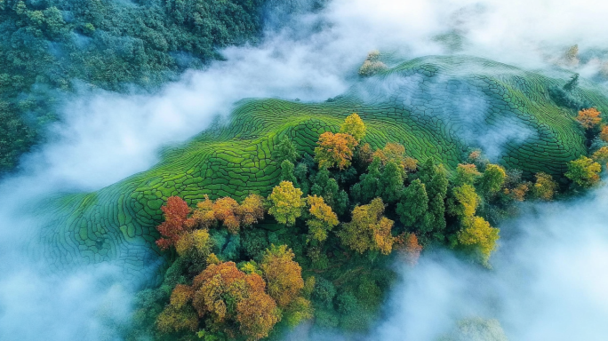茶叶茶园茶龙井绿茶茶叶茶树茶水茶田茶山