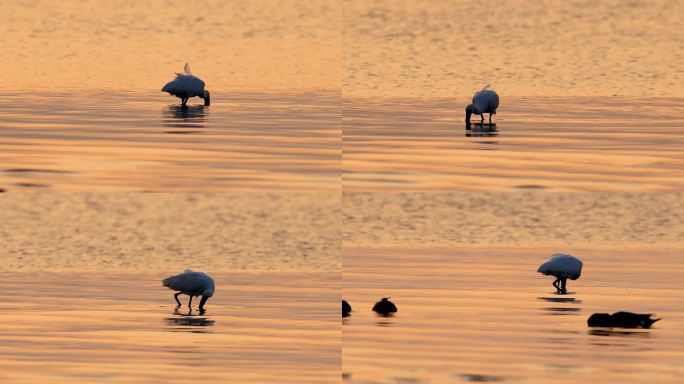 金色余晖鹭鸟剪影、霞光中的黑脸琵鹭
