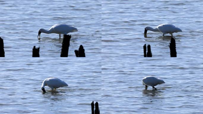 黑脸琵鹭觅食瞬间、深圳湾黑脸琵鹭觅食