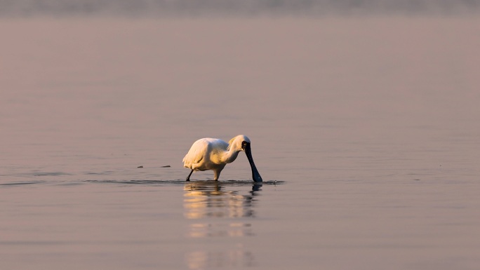 黑脸琵鹭觅食瞬间、深圳湾黑脸琵鹭觅食