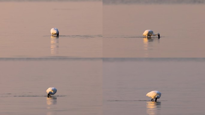 黑脸琵鹭觅食瞬间、深圳湾黑脸琵鹭觅食