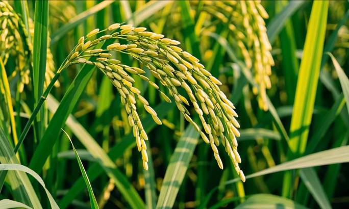 金色稻田：稻穗随风摇曳的丰收景象