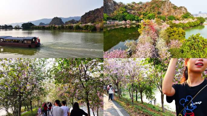 肇庆市 七星岩 宫粉紫荆花
