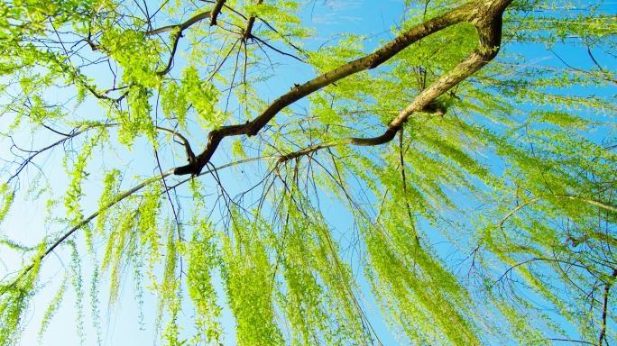 西湖柳树 柳浪闻莺
