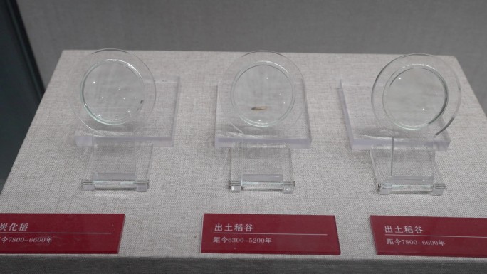 怀化安江高庙遗址出土的碳化稻谷粒