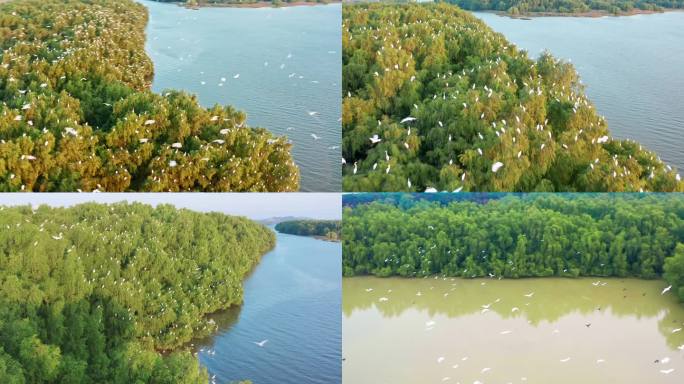 白鹭飞翔红树林湿地保护区鸟类天堂日出航拍