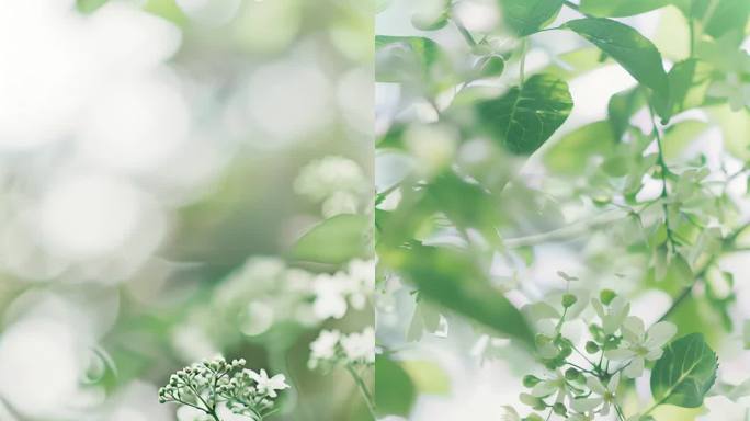 绿叶白花唯美特写