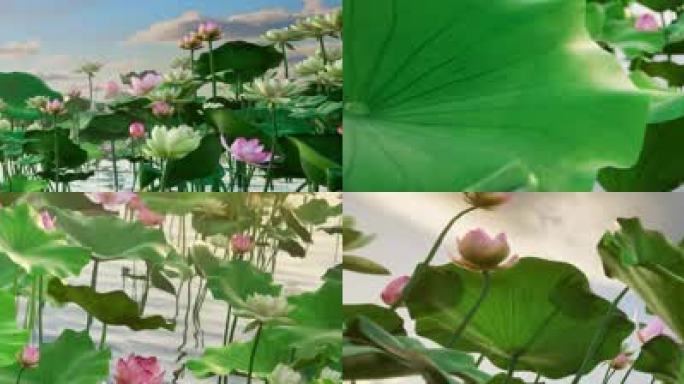 十里荷塘莲花盛开