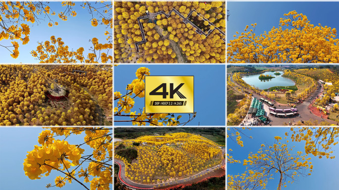 风铃花 盛开的黄花风铃木 金色花海 春游