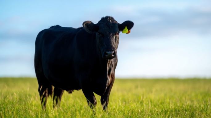 安格斯牛牧场黑牛肉牛养殖场屠宰牛排养牛场
