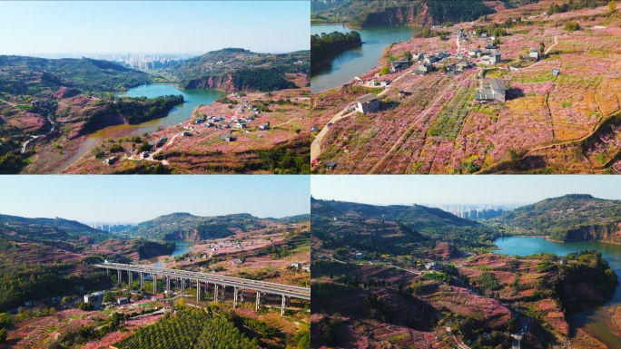 成都龙泉山桃花盛开春游合集