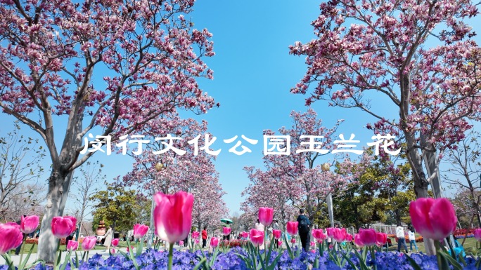 春日玉兰花盛开美景