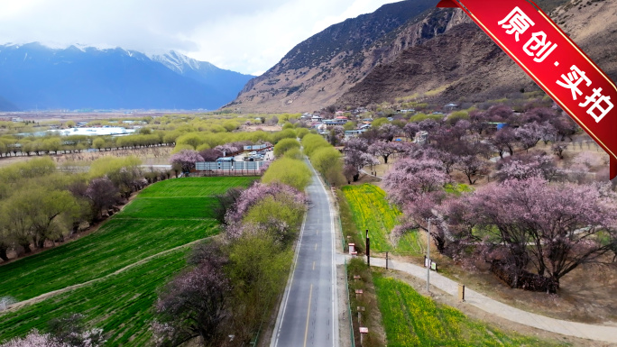 林芝春天桃花盛开美景航拍