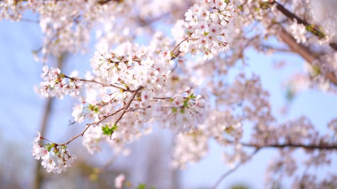 春暖花开桃花盛开春日桃花烂漫成都都江堰