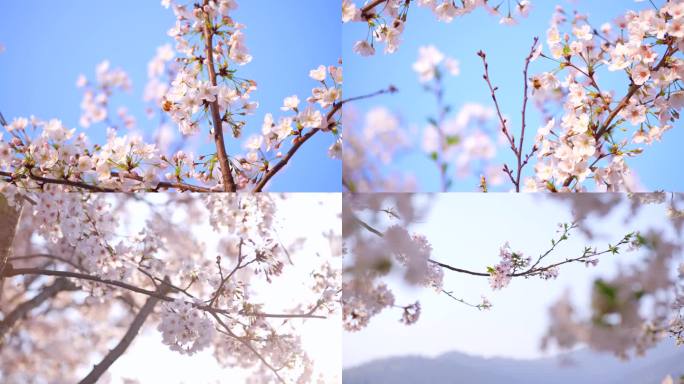 春暖花开桃花盛开春日桃花烂漫成都都江堰