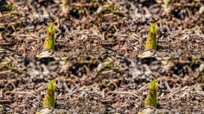竹子生长春笋生长破土而出竹笋生长延时