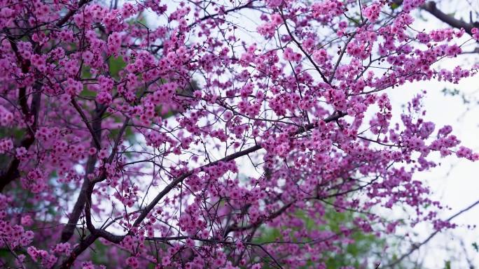 绚烂绽放的紫叶李