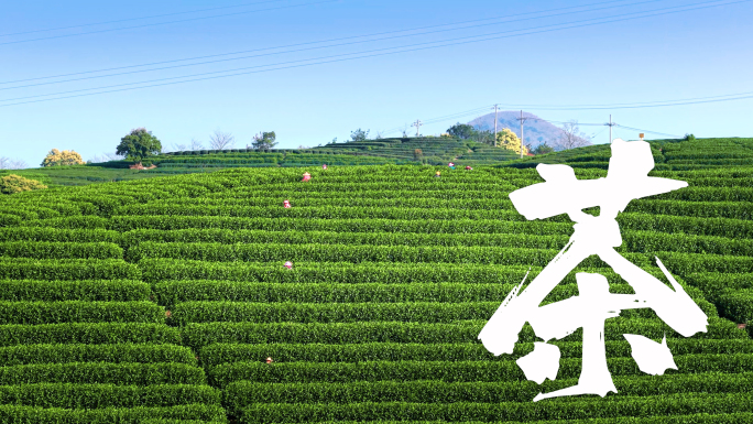 茶白茶茶山茶园春茶清明前茶清明茶茶叶采摘
